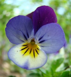 PANSY