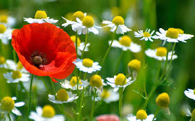 daisies and poppies