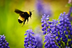 Bumble-bee-and-purple-flowers-July-4-2011