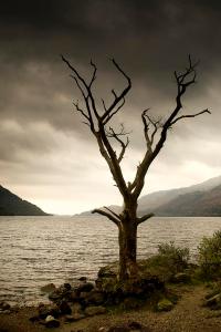 dying-tree-on-shoreline-loch-lomand-john-short