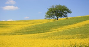 mustard-tree-cropped