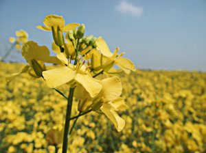 mustard_seed_flowers_