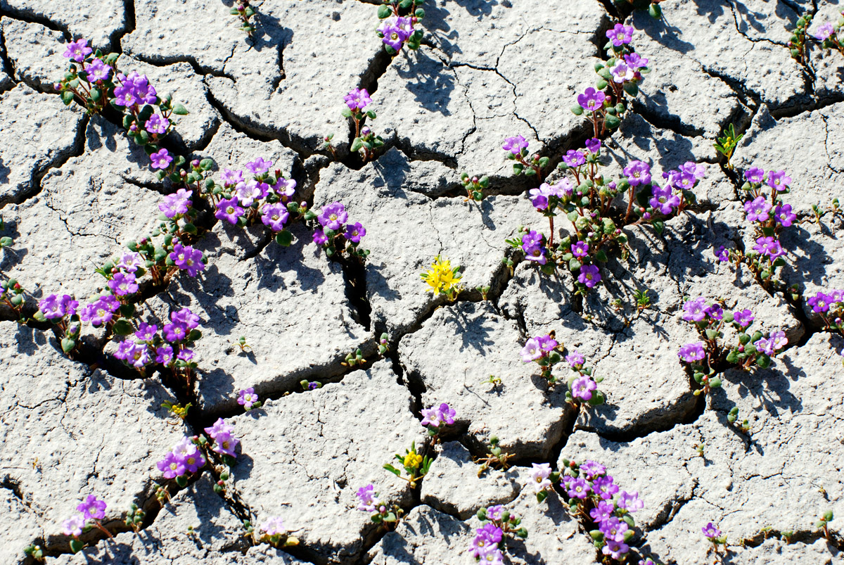 desert bloom