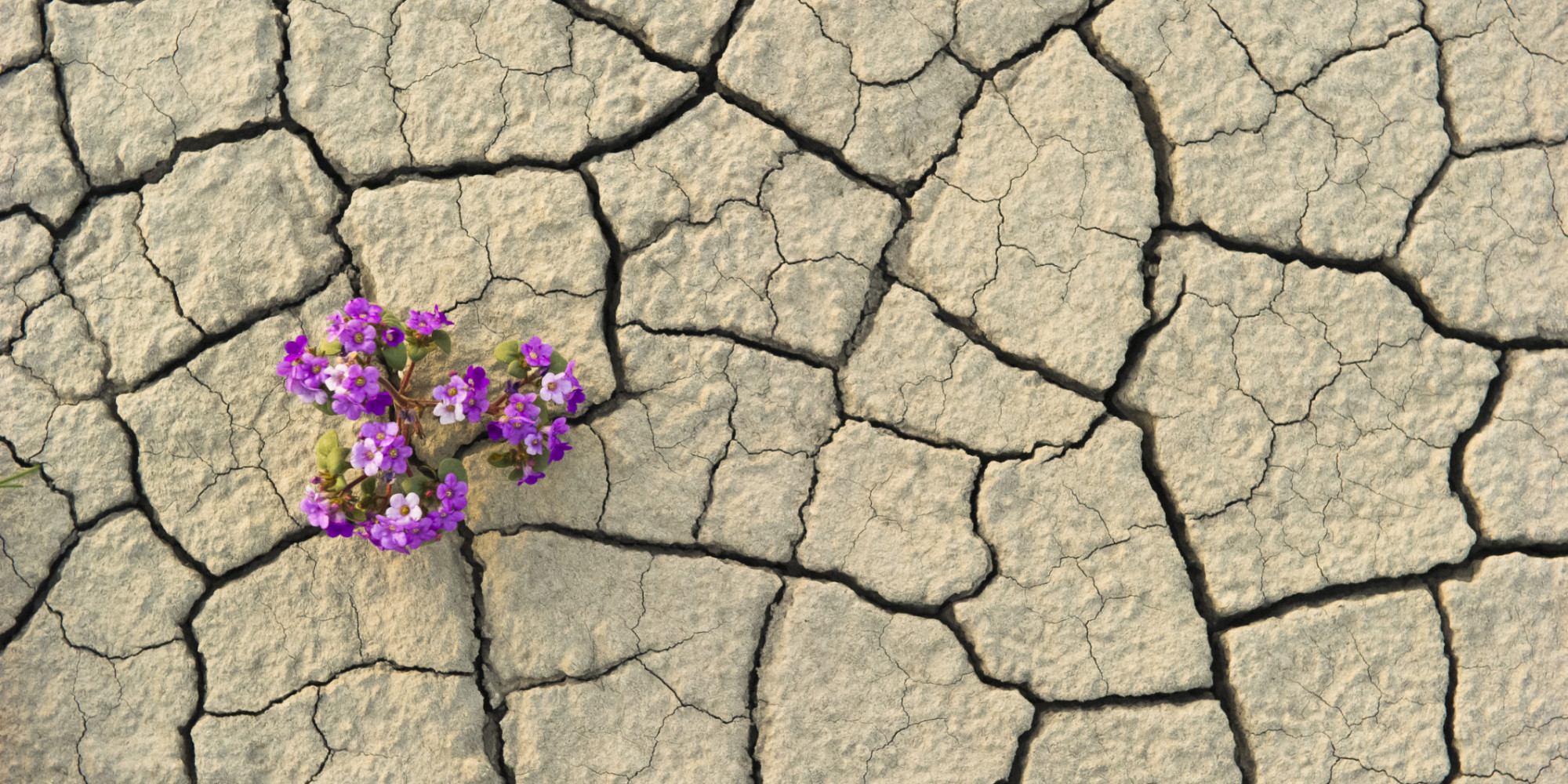 Desert flower