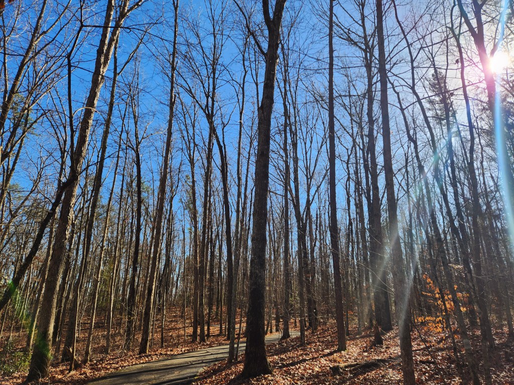 What the Trees Teach Us About Waiting & the Winter&nbsp;Season